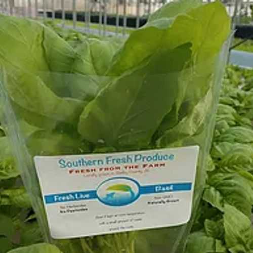 till Southern Organics Living Italian Basil